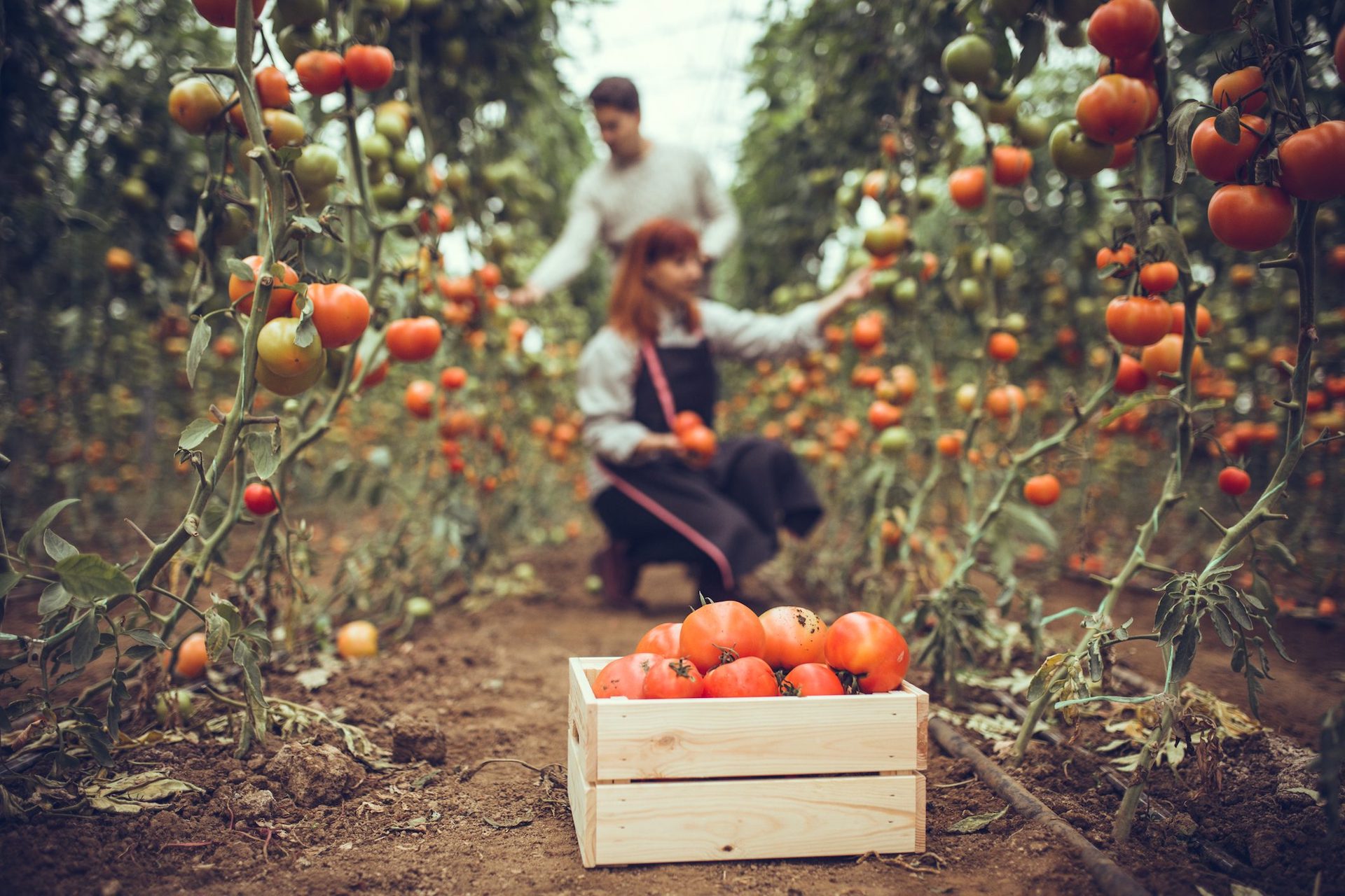 Camera dei Deputati : a marzo arriva legge su agricoltura biologica